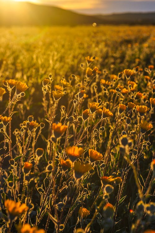 Δωρεάν στοκ φωτογραφιών με superbloom, αγριολούλουδο, άγριος