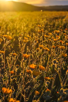 日出阳光下，金色野花沐浴在风景优美的乡村田野里，景色壮丽