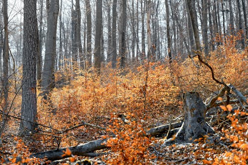 Бесплатное стоковое фото с буковые деревья, лес, листья