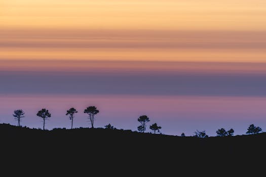 Silhouette of trees at sunset in Albergaria da Serra, creating a serene landscape.