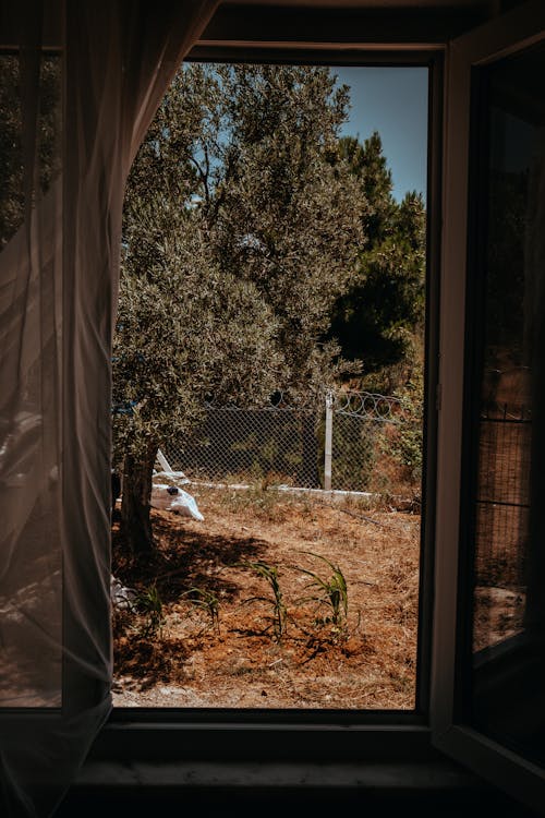 View of the Yard through an Opened Window 