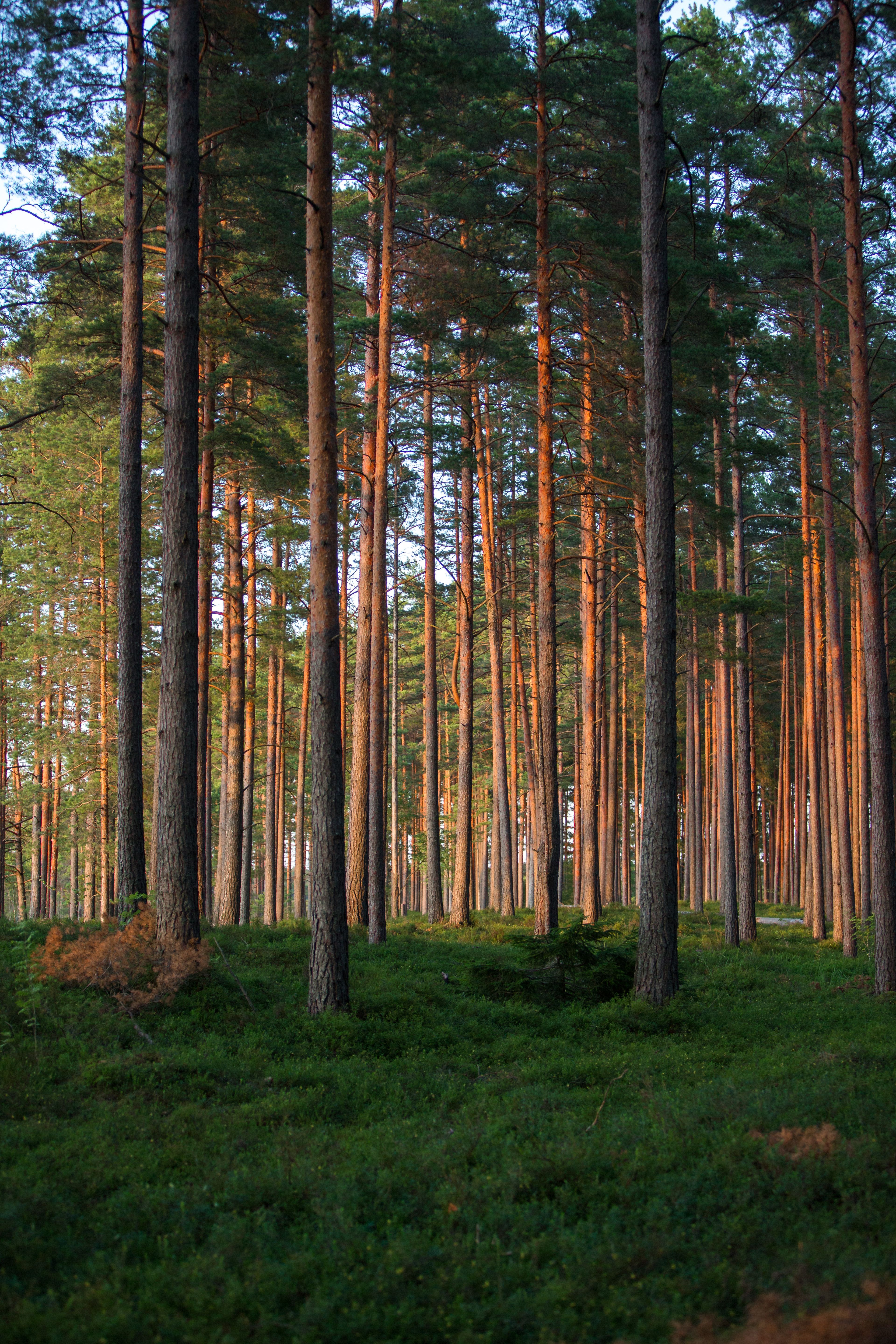 Tall evergreen trees in a tranquil forest at sunset, creating a serene natural scene.