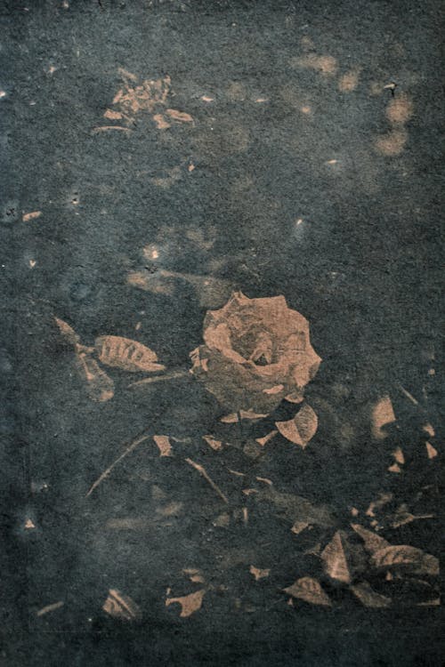 Foto profissional grátis de abstrair, escuro, flor