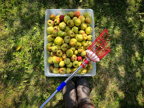 Imagine de stoc gratuită din agricultură, cizme de cauciuc, culegător de mere