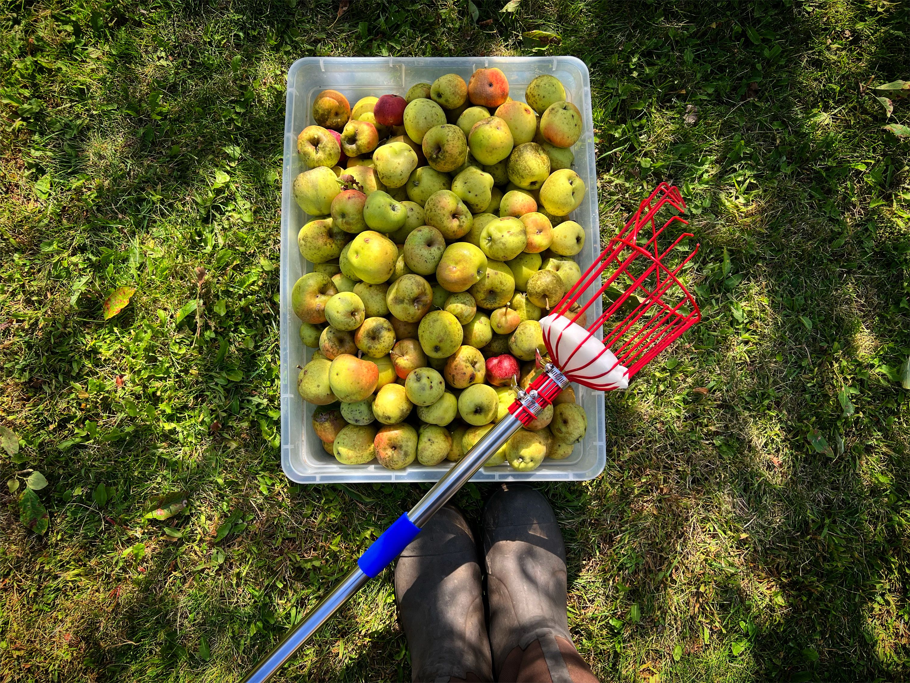 Apple Picker Tool on a Crate of Apples · Free Stock Photo
