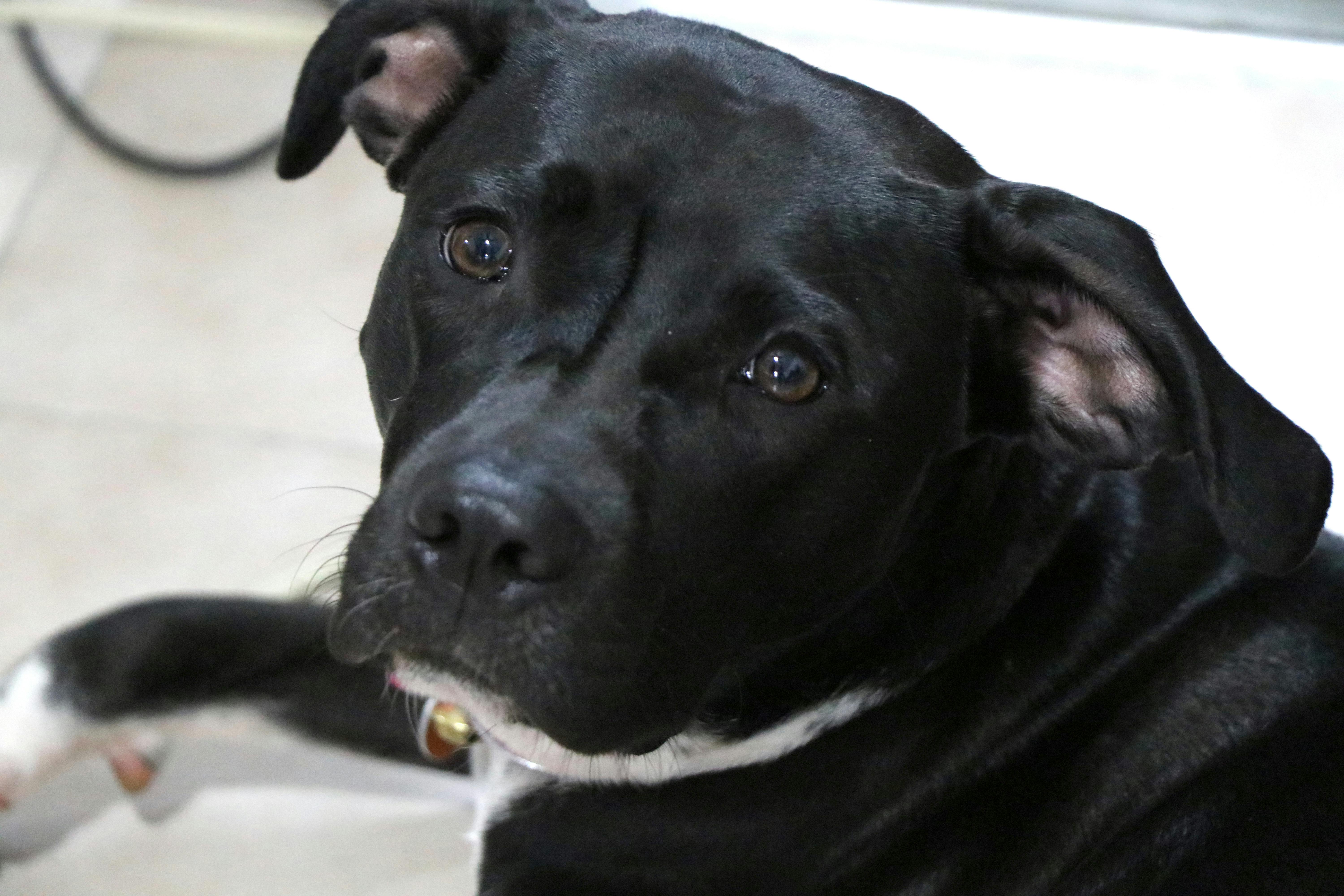 Free Stock Photo Of Dog Pet Pitbull