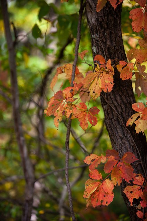Free Close-up of bright orange autumn leaves on a tree trunk in a serene forest setting. Stock Photo