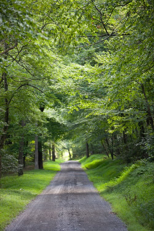 Foto d'estoc gratuïta de arbres, bosc, camí de carro