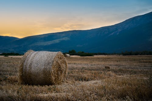 一捆一捆的乾草, 平原, 日落 的 免费素材图片