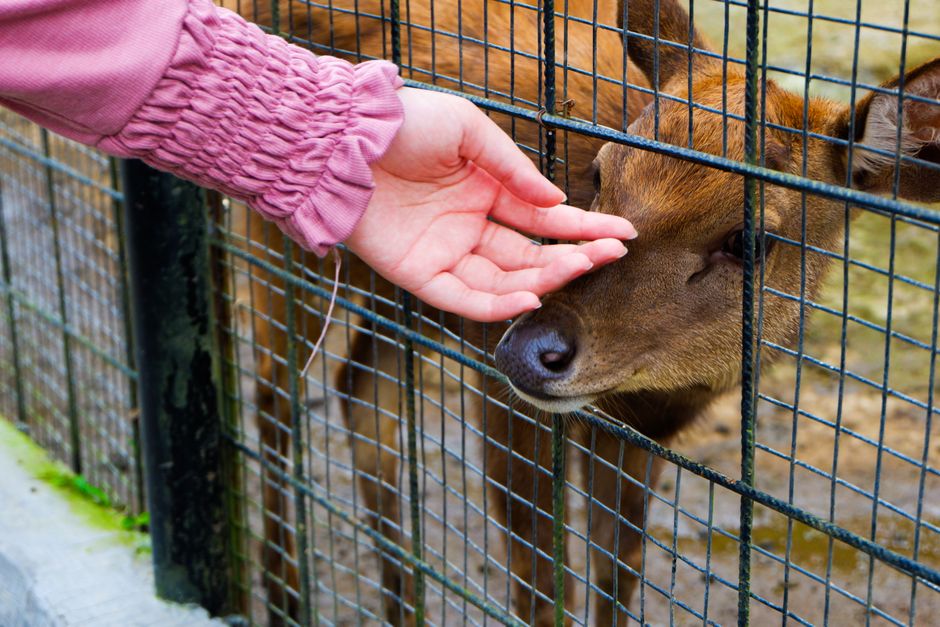 A gentle hand reaches through a fence to pat a deer, showcasing human-animal connection.