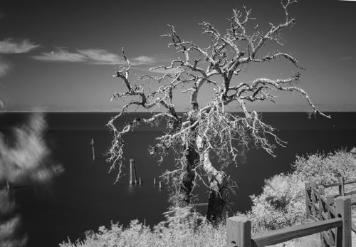 Free A striking black and white seascape featuring a lone bare tree against a vast horizon. Stock Photo