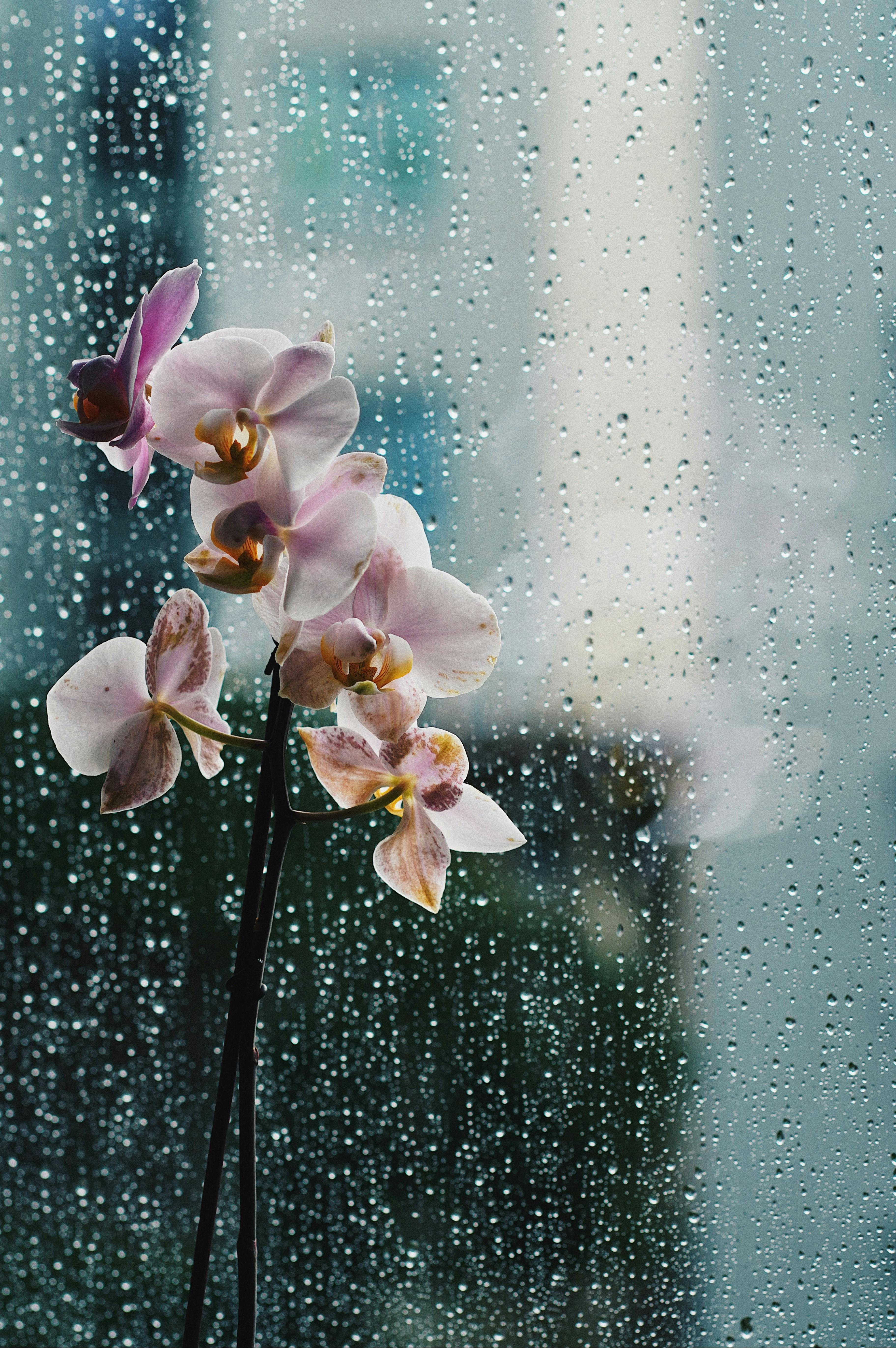 A serene scene of pink orchids against a rain-kissed window, evoking tranquility.