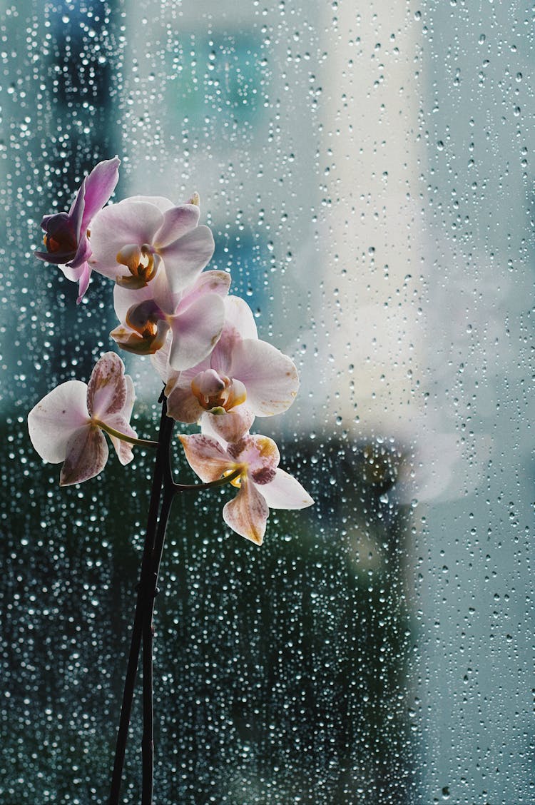 Flowers Near Window In Rain