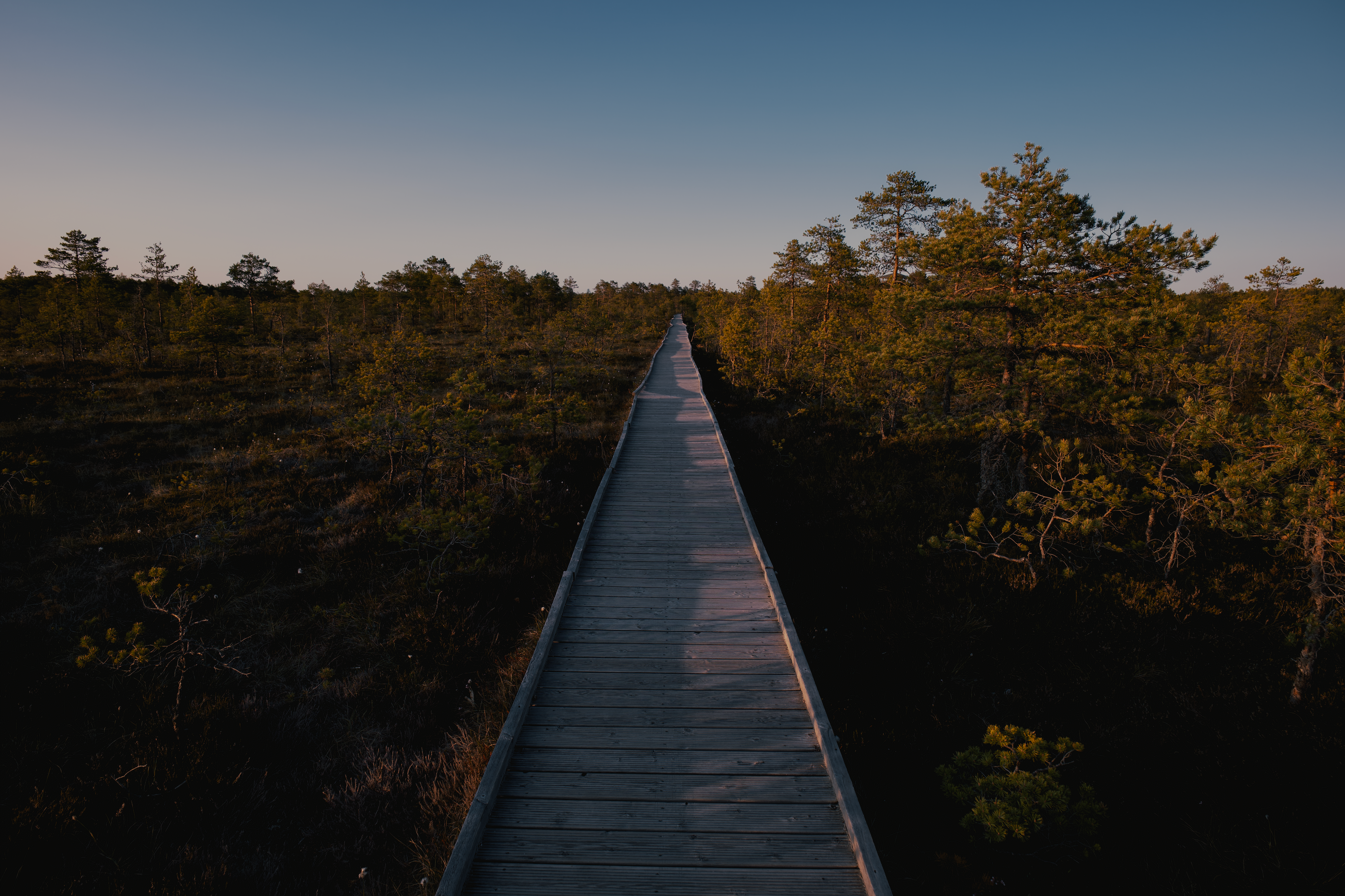 Boardwalk crossing a raised bog with small pools and stunted pines in Estonia