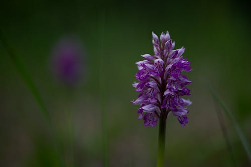 Purple Flower on Meadow