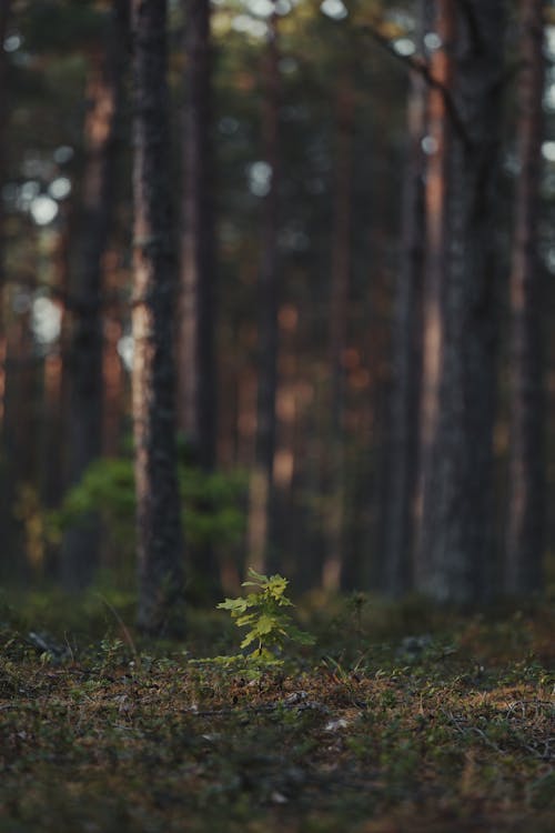 Gratis arkivbilde med anlegg, eik, frøplante