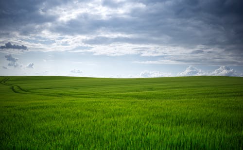 Green Field in Countryside