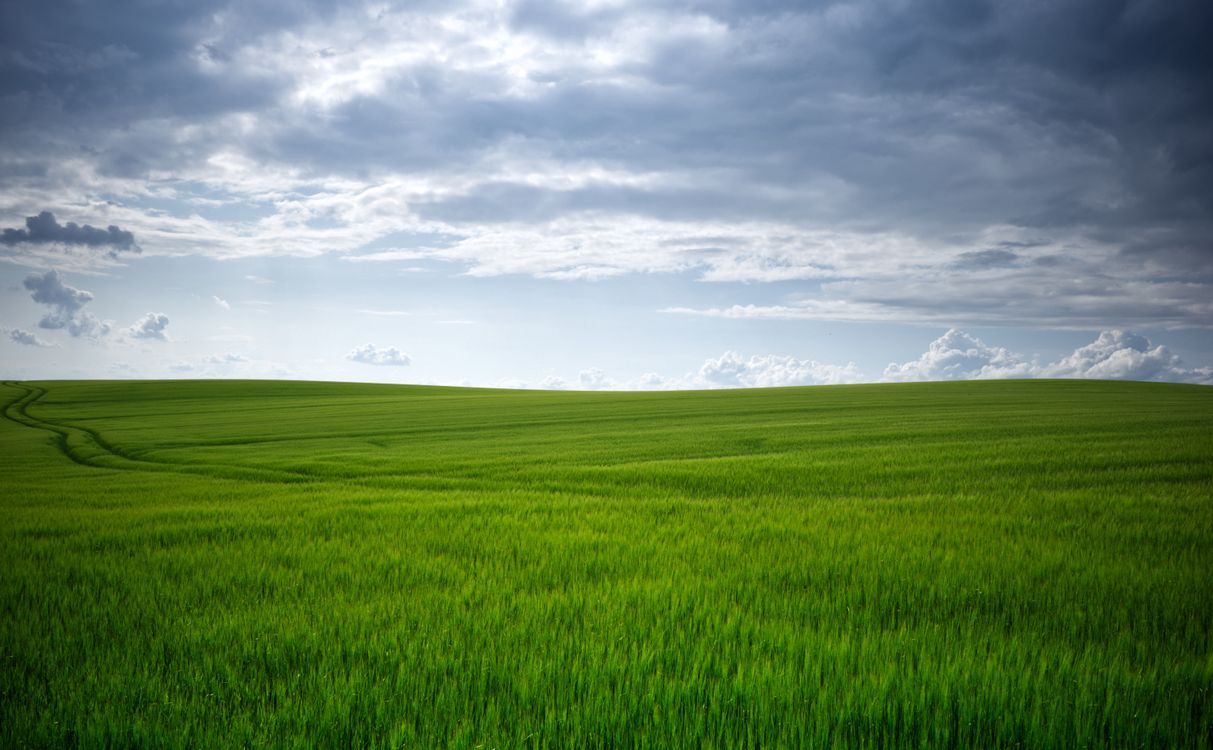 Green Field Green Field in Countryside · Free Stock Photo