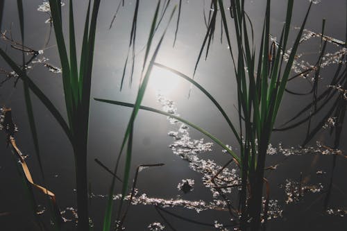 Free stock photo of 2d, abandoned, abandoned pond