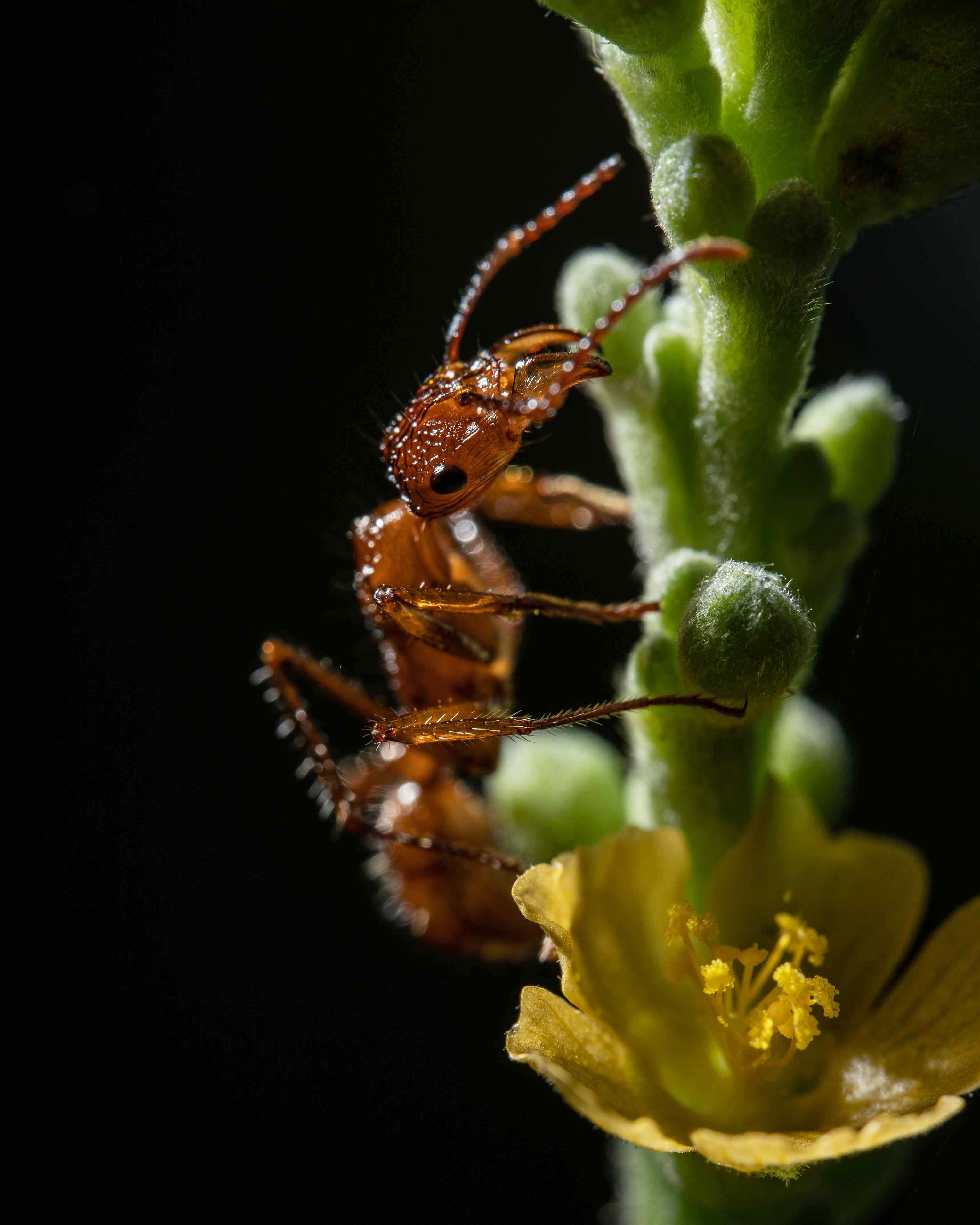 Fotomural Toma macro detallada de una hormiga sobre una flor amarilla en Moyobamba, Perú.