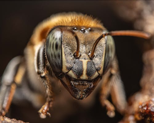 Close up of Bee Head