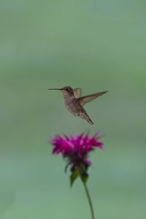 Small Hummingbird Hovering over Flower