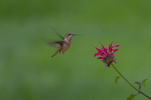Photos gratuites de ailes, animal, colibri