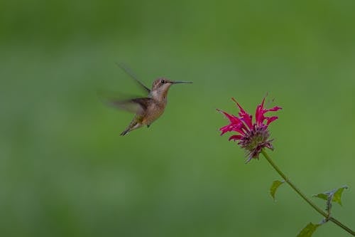 Photos gratuites de ailes, animal, colibri