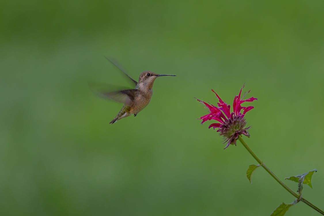 Hummingbird by the Pink Flower 