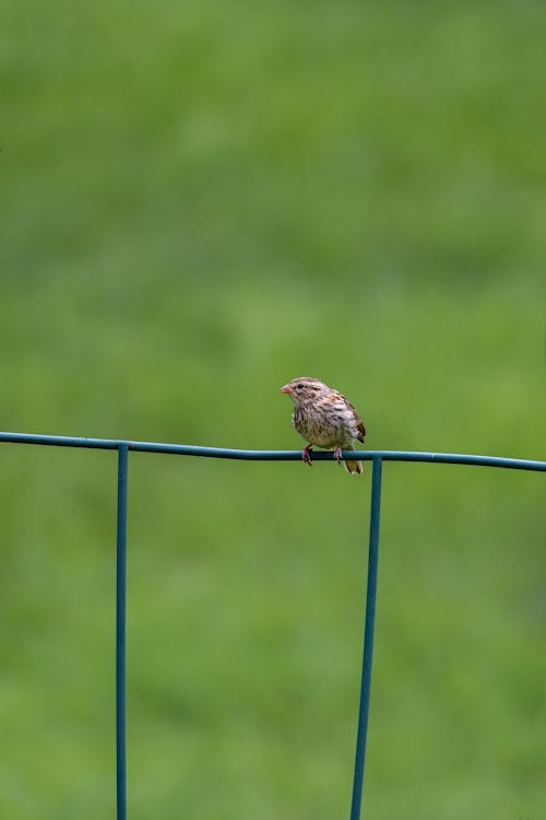 Little Sparrow Sitting on a Fence 