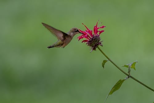Hummingbird over Flower