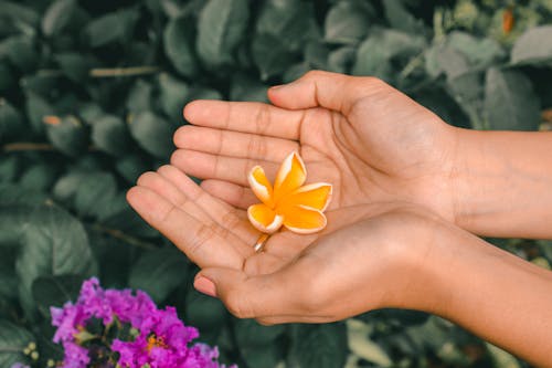 Photo De Personne Tenant Une Fleur Jaune