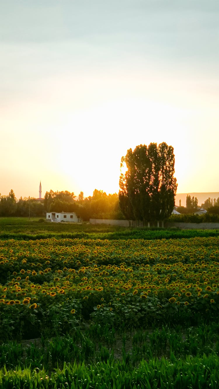 Sunflowers Growing In Field On Sunset