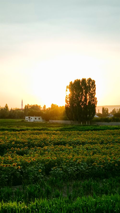 Free Sunset view of a scenic sunflower field with trees and a house, capturing serene countryside ambience. Stock Photo