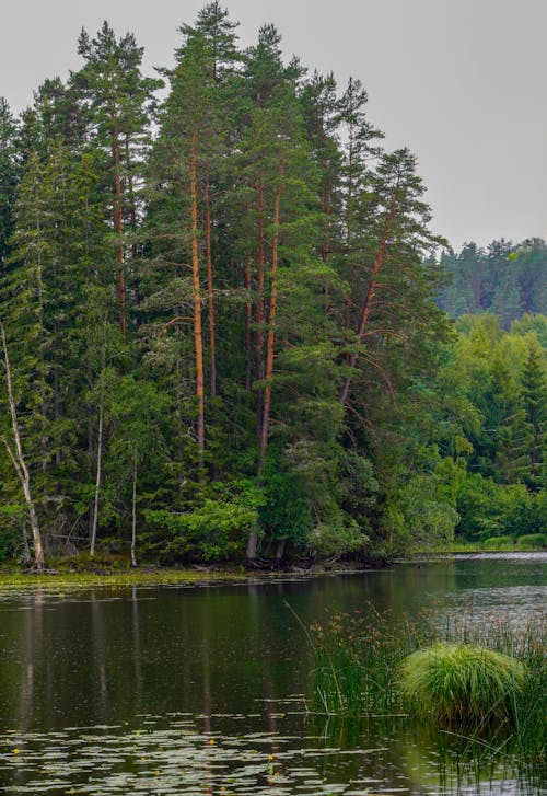 Trees on Lakeside