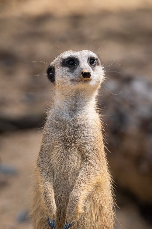 Portrait of a Meerkat on a Desert