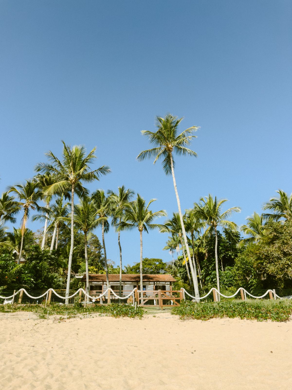 Beautiful palm trees on a sunny beach in Hawaii with ocean views