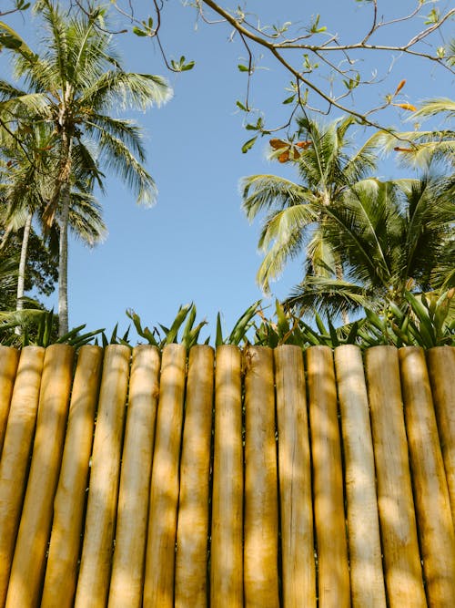 Bahçe, bambu, çit içeren Ücretsiz stok fotoğraf