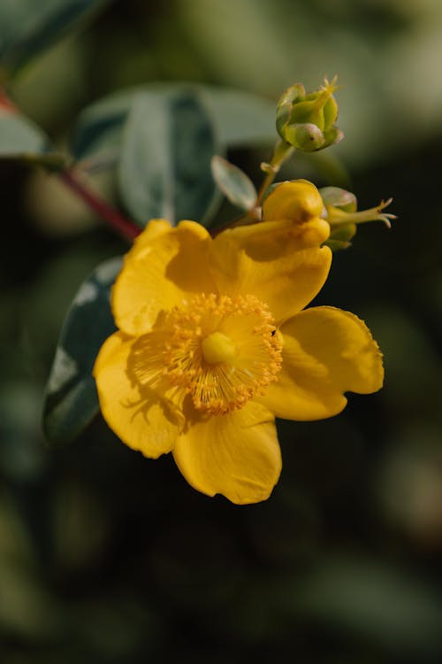 Kostnadsfri bild av blomma, gul, makro