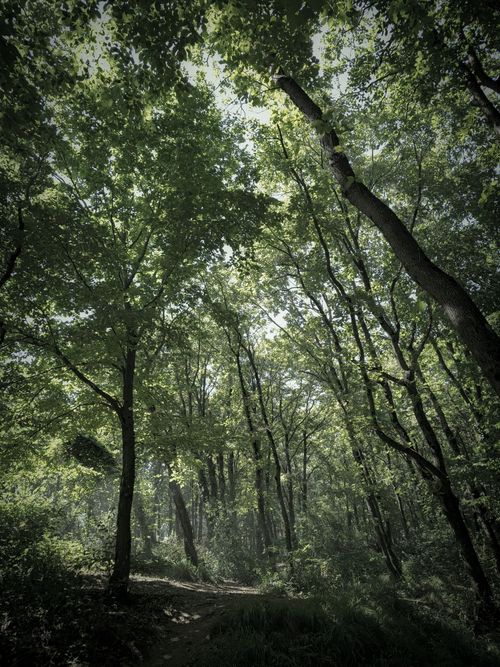 Free Serene woodland scene in İstanbul capturing sunlight filtering through dense green foliage. Stock Photo