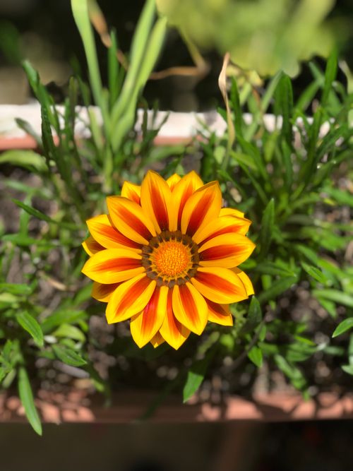 Free stock photo of blooms, nature Stock Photo