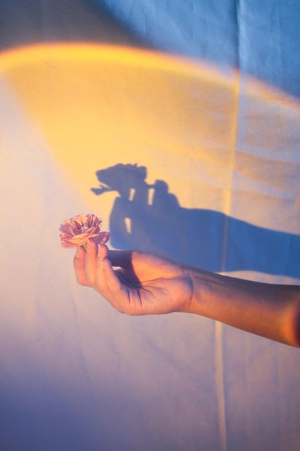 Close-up of a hand holding a flower with a creative shadow against a colorful background.