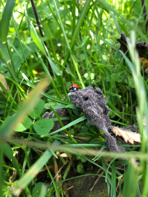 Free stock photo of ladybird, nature Stock Photo