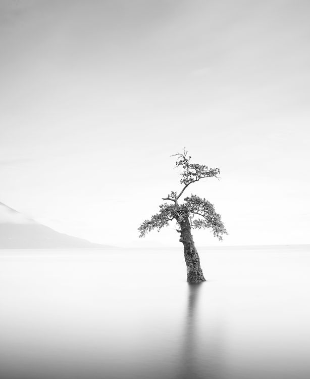 Tree Image Grayscale Grayscale of Tree Illustration · Free Stock Photo