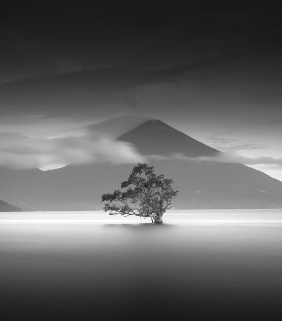 A solitary tree stands in calm waters with a mountain backdrop in this monochrome scene.