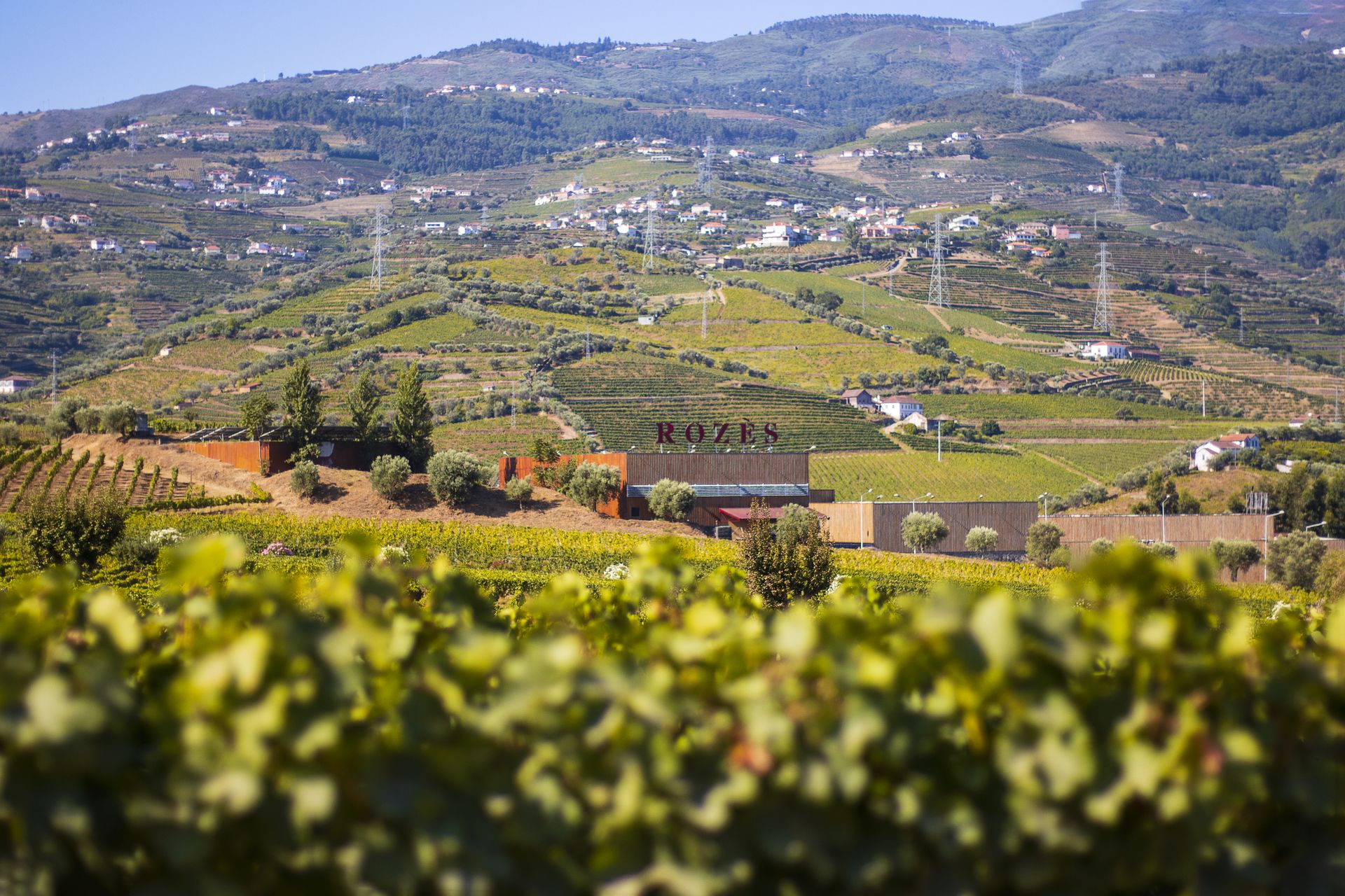 A stunning view of vineyard fields with lush greenery and scenic hills, perfect for wine production imagery.