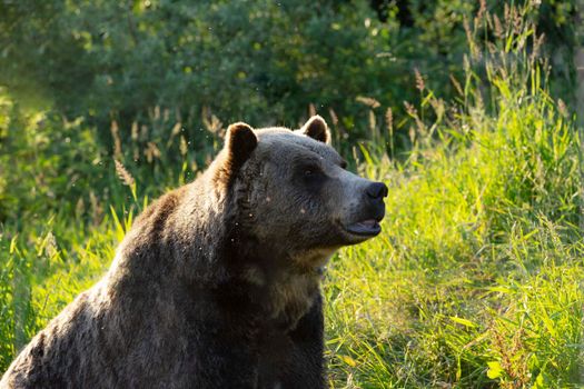 Grizzly bear in Vancouver's lush wilderness, captured in warm sunlight.