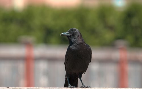 Free Close-up of a black crow posing against a blurred urban backdrop in Lacey, WA. Stock Photo