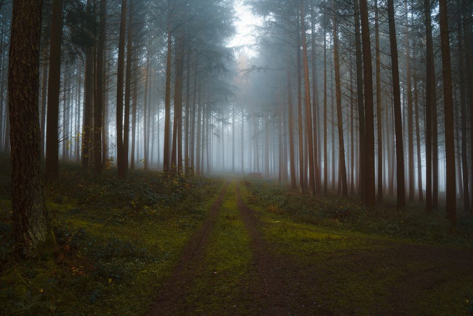 Serene forest road enveloped in mist, featuring towering trees and tranquil nature scenery.
