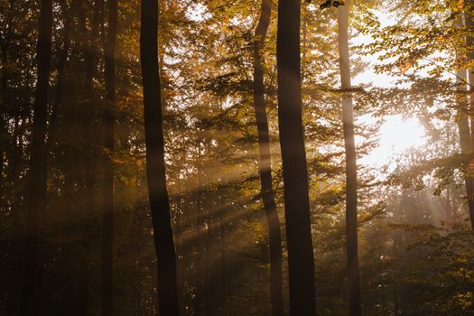 A peaceful forest scene with sunbeams filtering through autumn leaves, creating a warm ambiance.